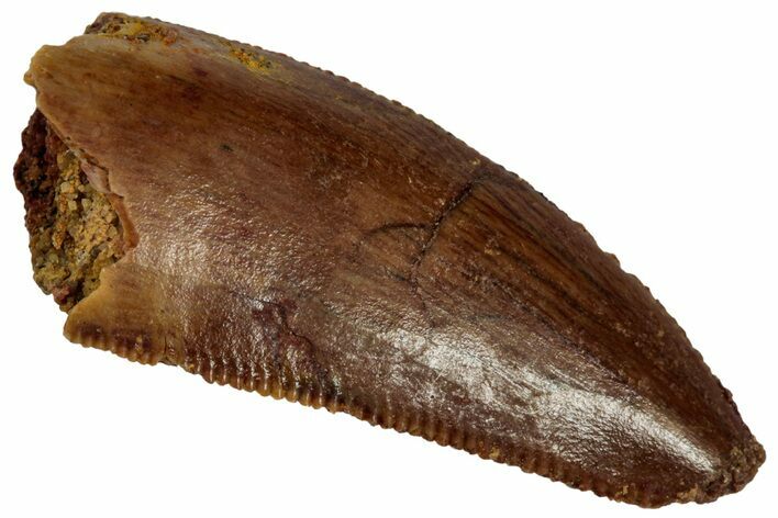 Serrated Raptor Tooth - Feeding Worn Tip #332196